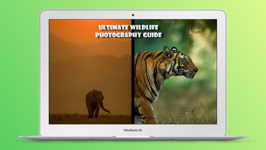 Ultimate Wildlife Photography Guide