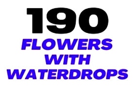 190 Floral Waterdrop Images Bundle Lifetime License Logo